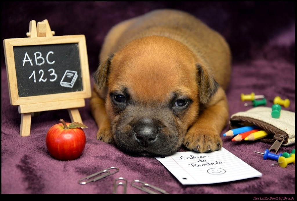 The Little Devil Of Breizh - Chiots disponibles - Staffordshire Bull Terrier