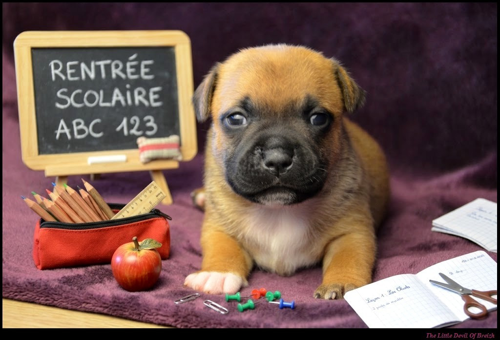 The Little Devil Of Breizh - Chiots disponibles - Staffordshire Bull Terrier