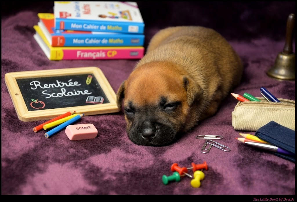 The Little Devil Of Breizh - Chiots disponibles - Staffordshire Bull Terrier
