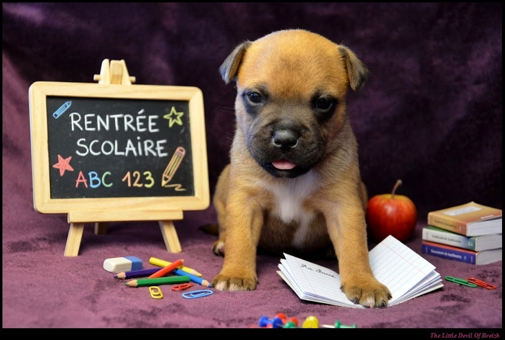 The Little Devil Of Breizh - Chiots disponibles - Staffordshire Bull Terrier