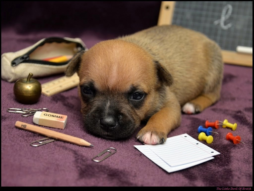 The Little Devil Of Breizh - Chiots disponibles - Staffordshire Bull Terrier