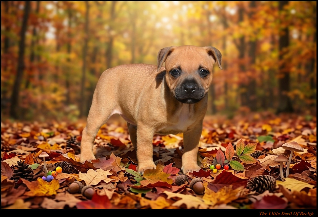 The Little Devil Of Breizh - Chiots disponibles - Staffordshire Bull Terrier