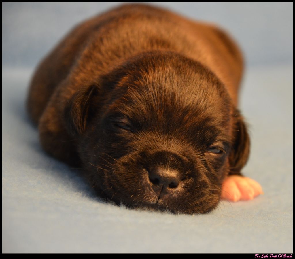 The Little Devil Of Breizh - Chiots disponibles - Staffordshire Bull Terrier