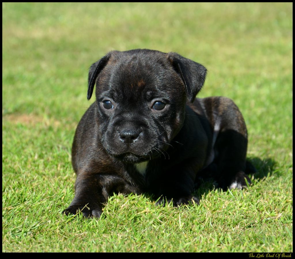 The Little Devil Of Breizh - Chiots disponibles - Staffordshire Bull Terrier