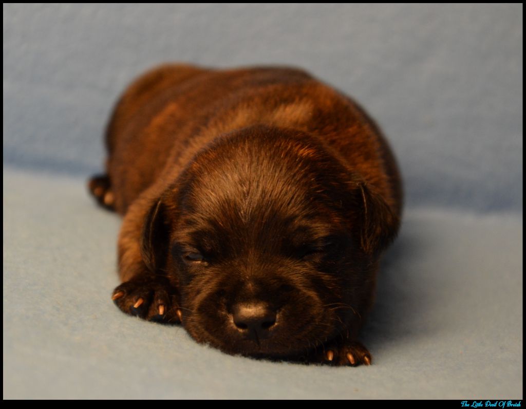 The Little Devil Of Breizh - Chiots disponibles - Staffordshire Bull Terrier