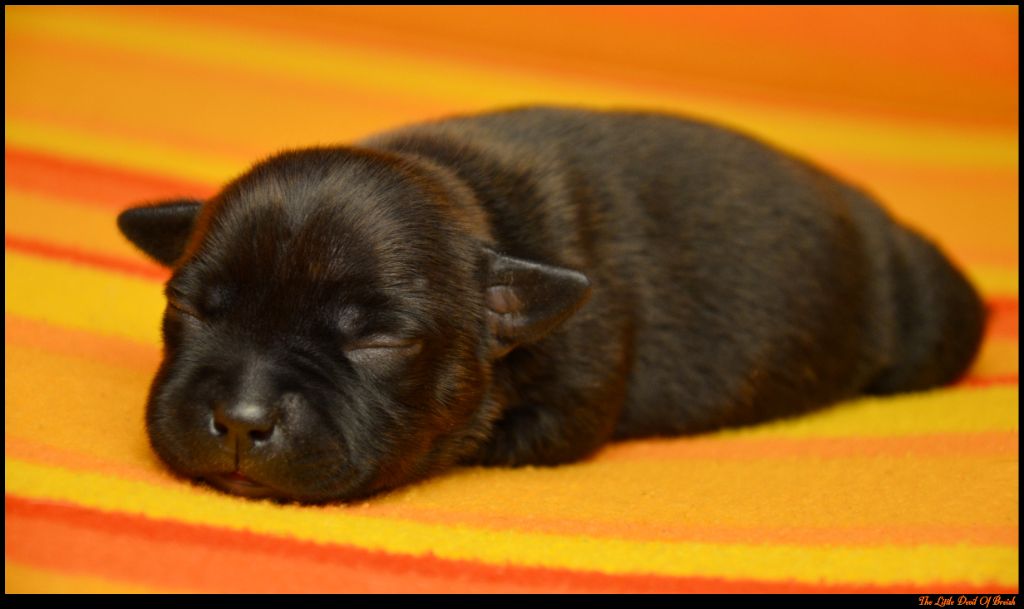 The Little Devil Of Breizh - Chiots disponibles - Staffordshire Bull Terrier