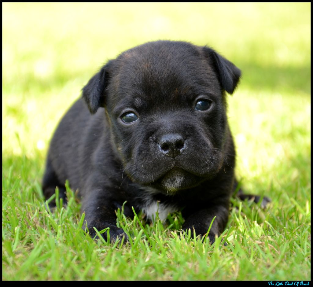 The Little Devil Of Breizh - Chiots disponibles - Staffordshire Bull Terrier