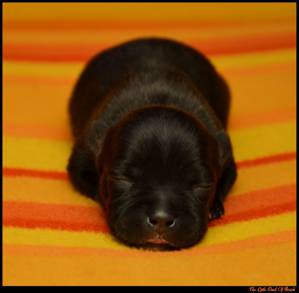 The Little Devil Of Breizh - Chiots disponibles - Staffordshire Bull Terrier