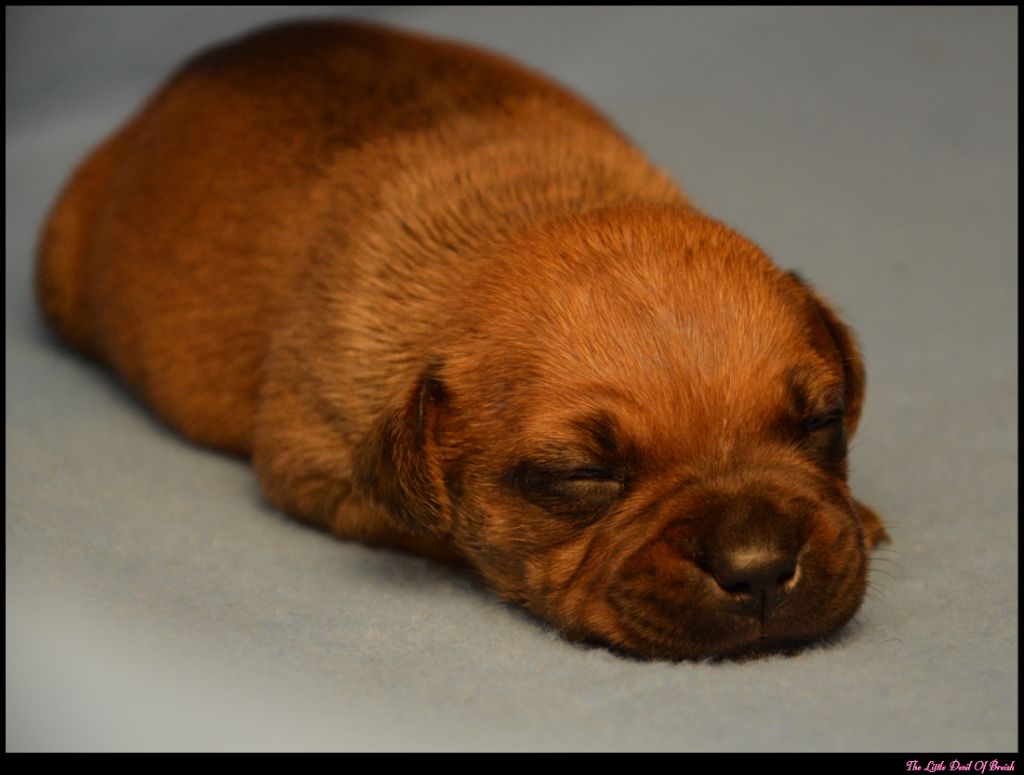 The Little Devil Of Breizh - Chiots disponibles - Staffordshire Bull Terrier