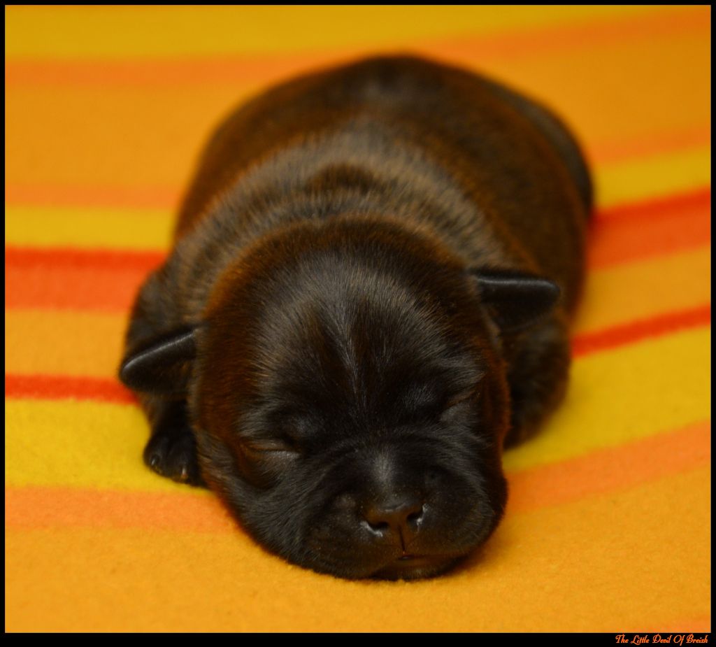 The Little Devil Of Breizh - Chiots disponibles - Staffordshire Bull Terrier