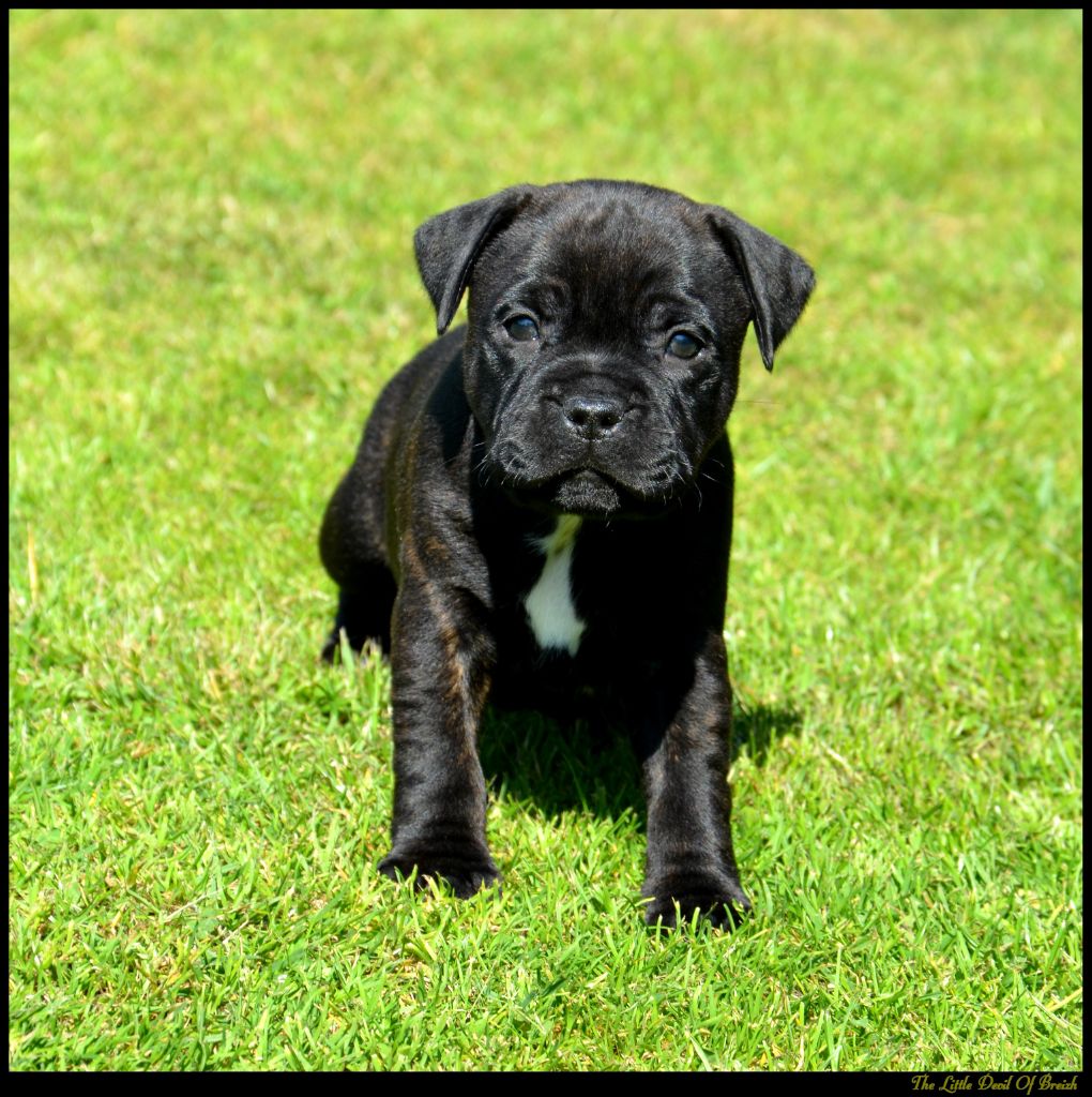 The Little Devil Of Breizh - Chiots disponibles - Staffordshire Bull Terrier