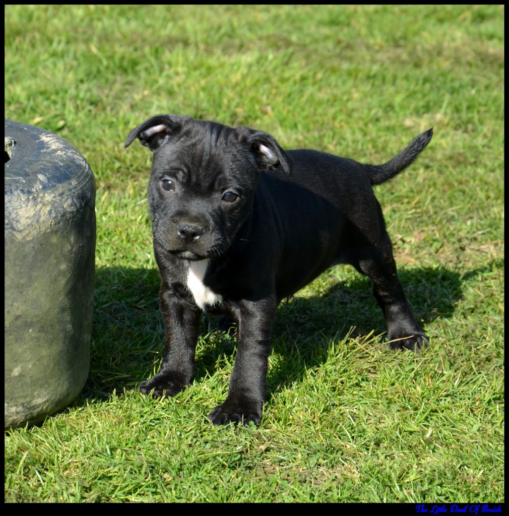 The Little Devil Of Breizh - Chiots disponibles - Staffordshire Bull Terrier