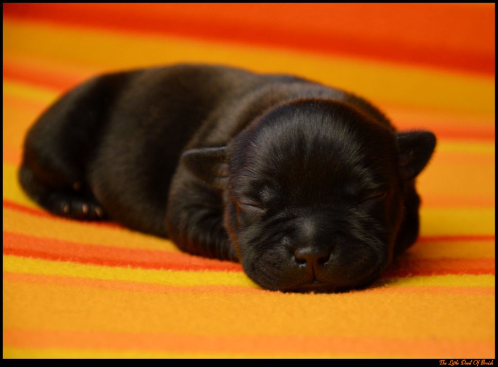 The Little Devil Of Breizh - Chiots disponibles - Staffordshire Bull Terrier