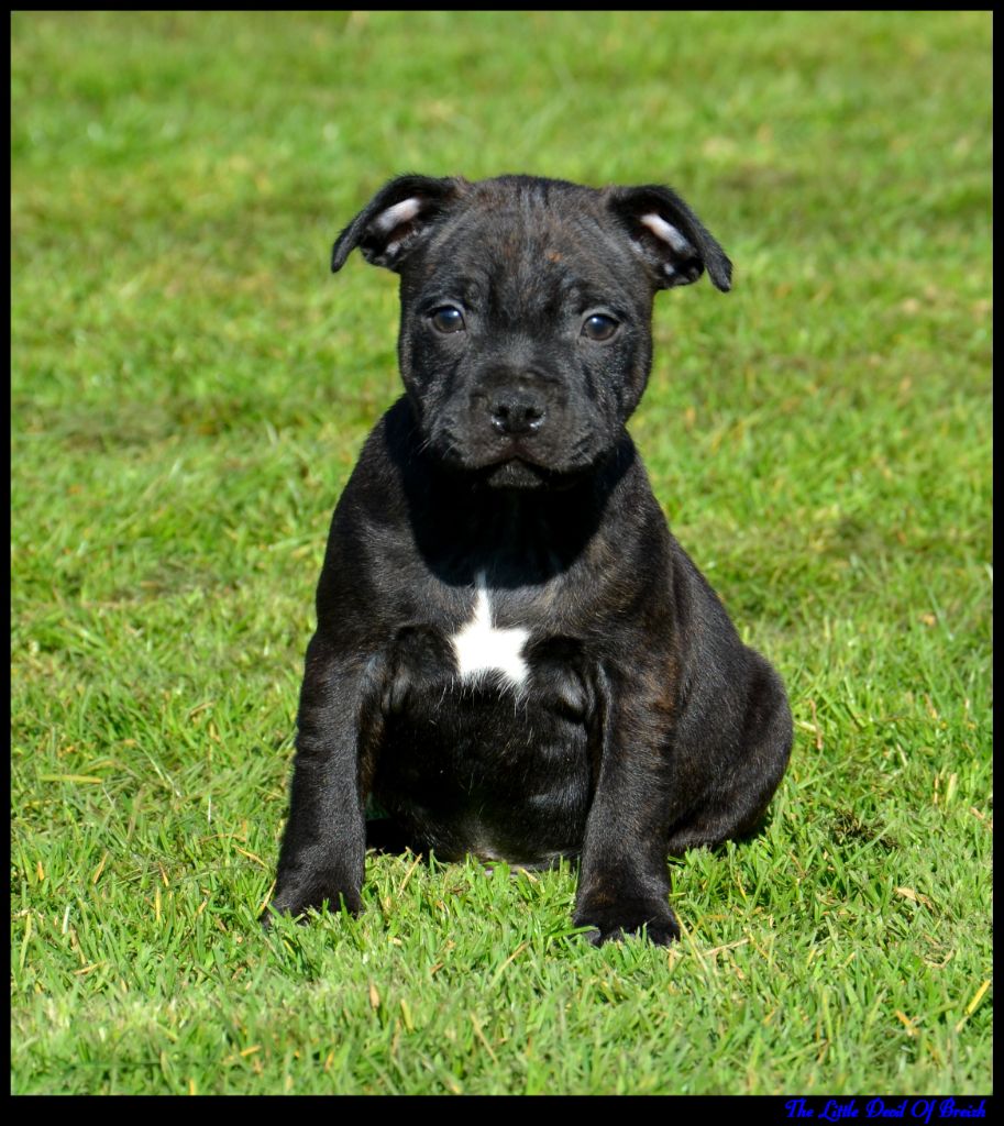 The Little Devil Of Breizh - Chiots disponibles - Staffordshire Bull Terrier