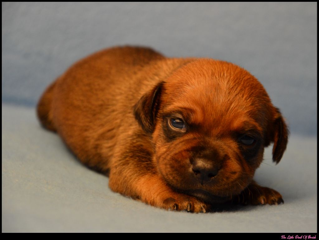 The Little Devil Of Breizh - Chiots disponibles - Staffordshire Bull Terrier