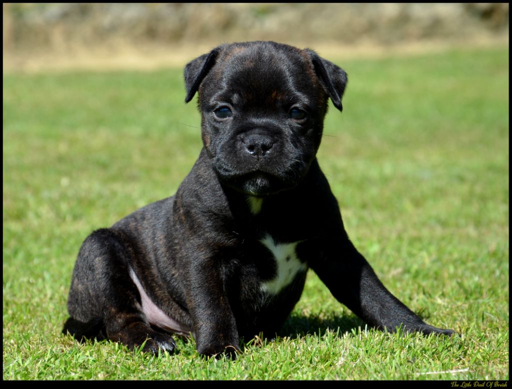 The Little Devil Of Breizh - Chiots disponibles - Staffordshire Bull Terrier