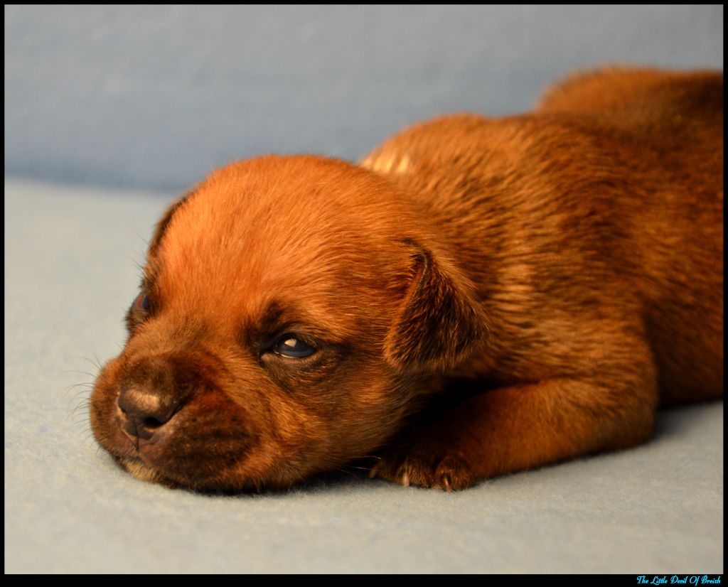 The Little Devil Of Breizh - Chiots disponibles - Staffordshire Bull Terrier