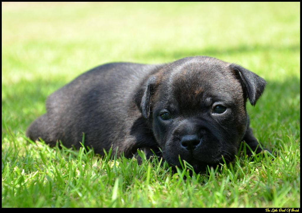 The Little Devil Of Breizh - Chiots disponibles - Staffordshire Bull Terrier