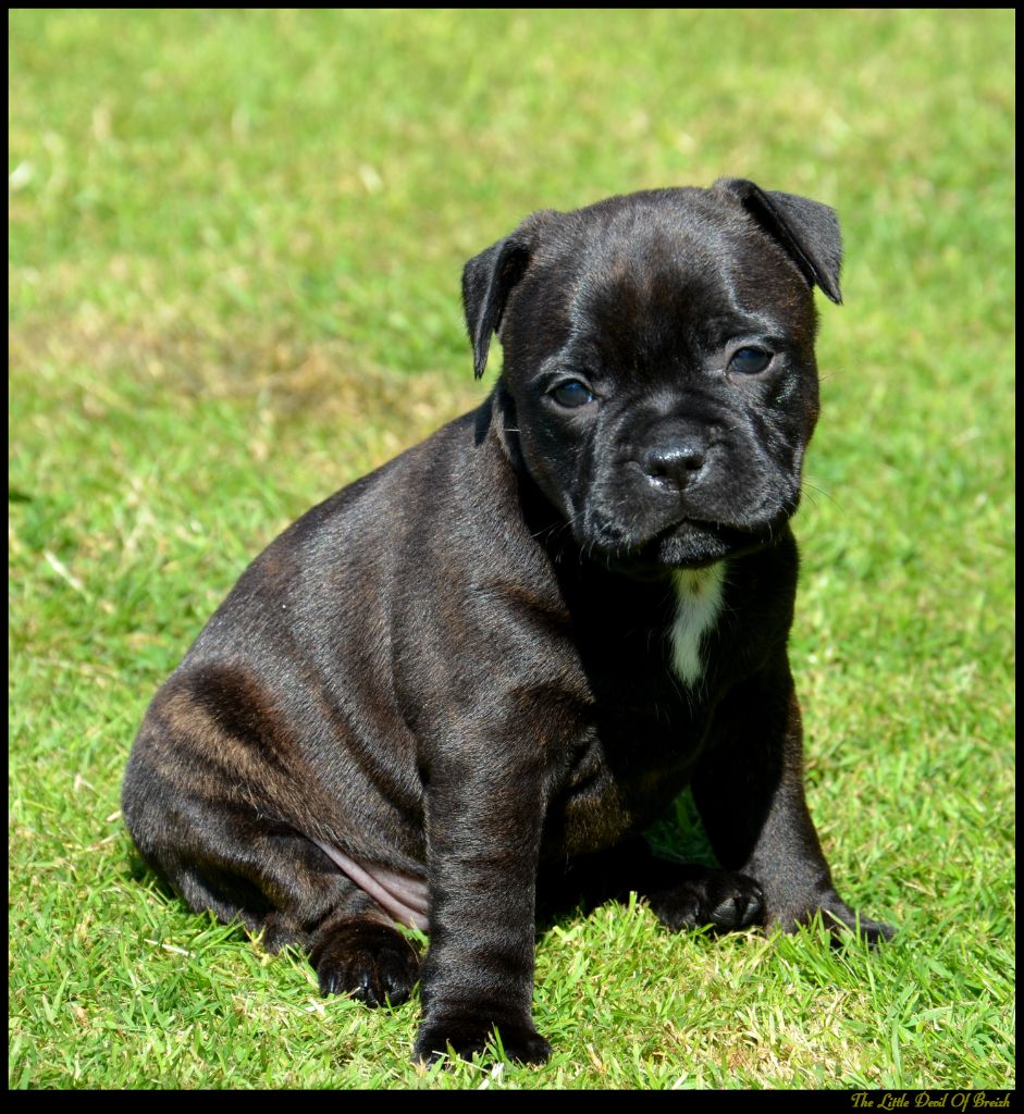 The Little Devil Of Breizh - Chiots disponibles - Staffordshire Bull Terrier