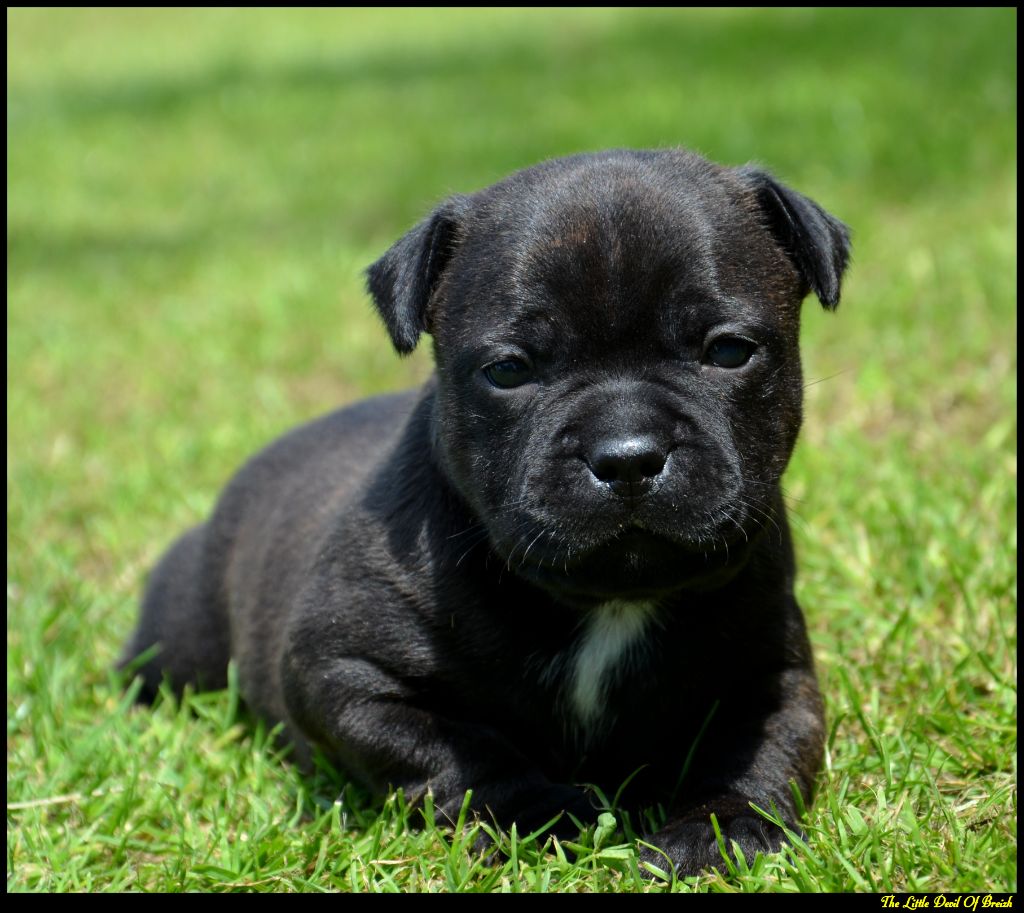 The Little Devil Of Breizh - Chiots disponibles - Staffordshire Bull Terrier